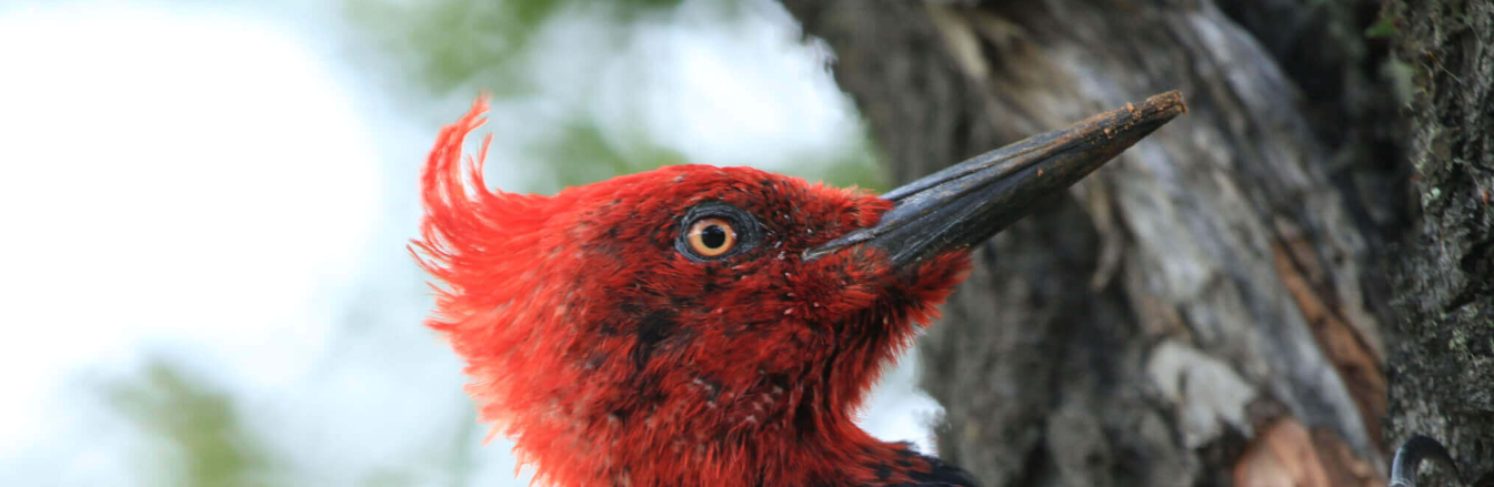 Birds Chile - Tour Operador